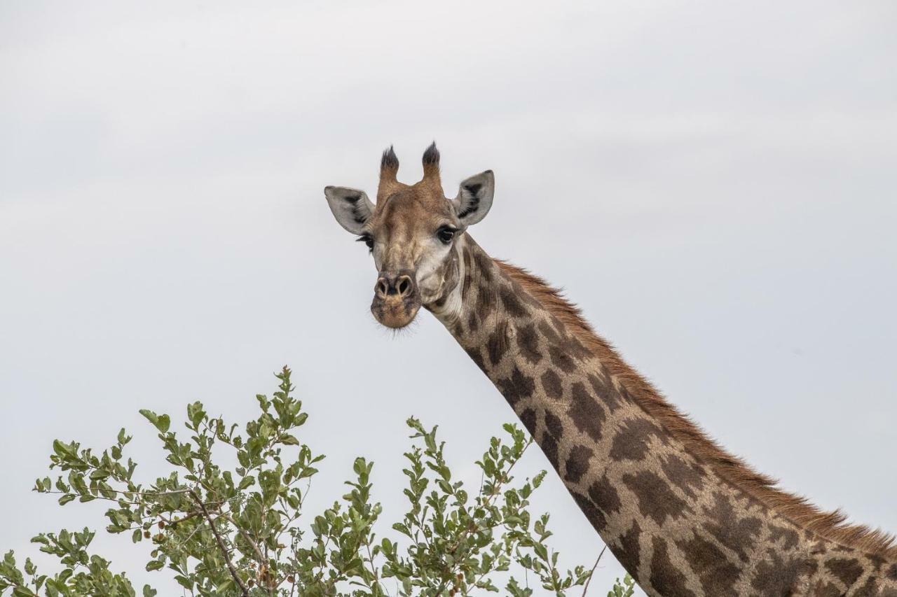 Simbavati Hilltop Lodge Timbavati Game Reserve Zewnętrze zdjęcie