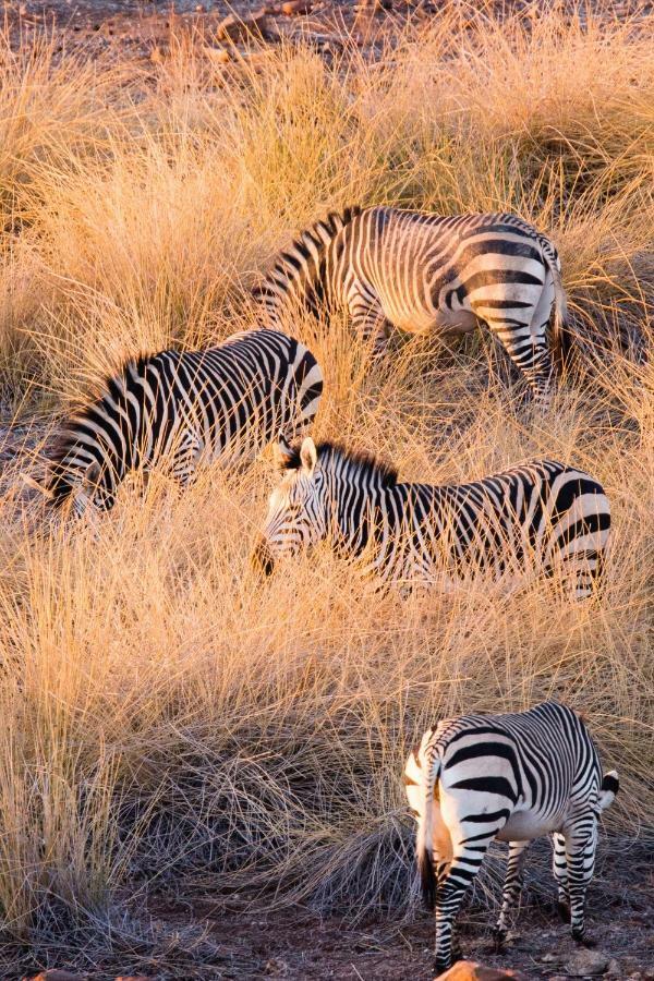Simbavati Hilltop Lodge Timbavati Game Reserve Zewnętrze zdjęcie