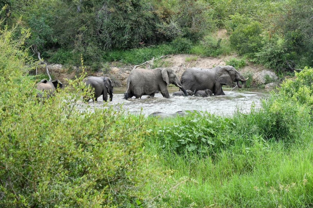 Simbavati Hilltop Lodge Timbavati Game Reserve Zewnętrze zdjęcie
