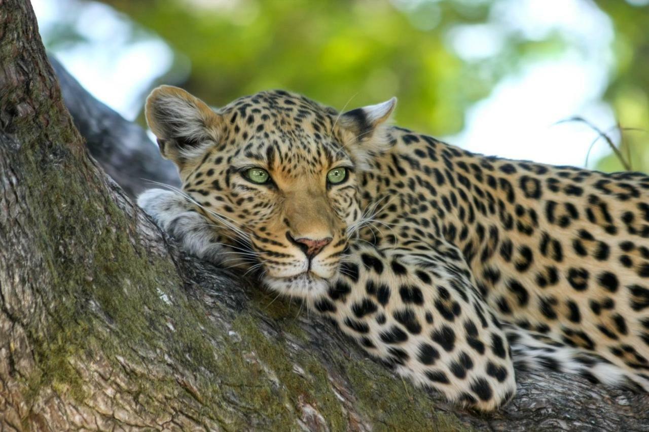 Simbavati Hilltop Lodge Timbavati Game Reserve Zewnętrze zdjęcie