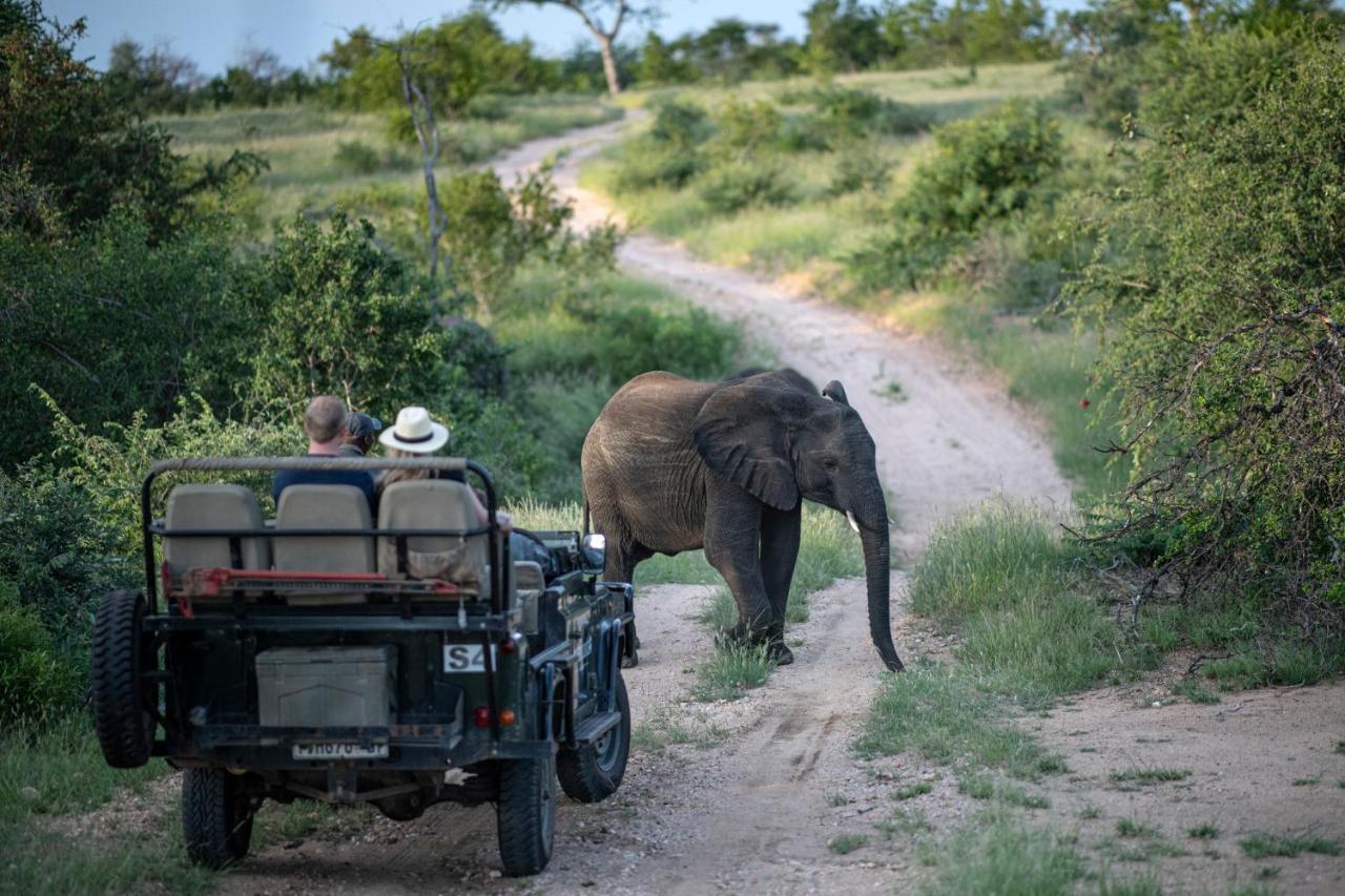 Simbavati Hilltop Lodge Timbavati Game Reserve Zewnętrze zdjęcie